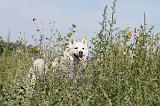 SIBERIAN HUSKY 085